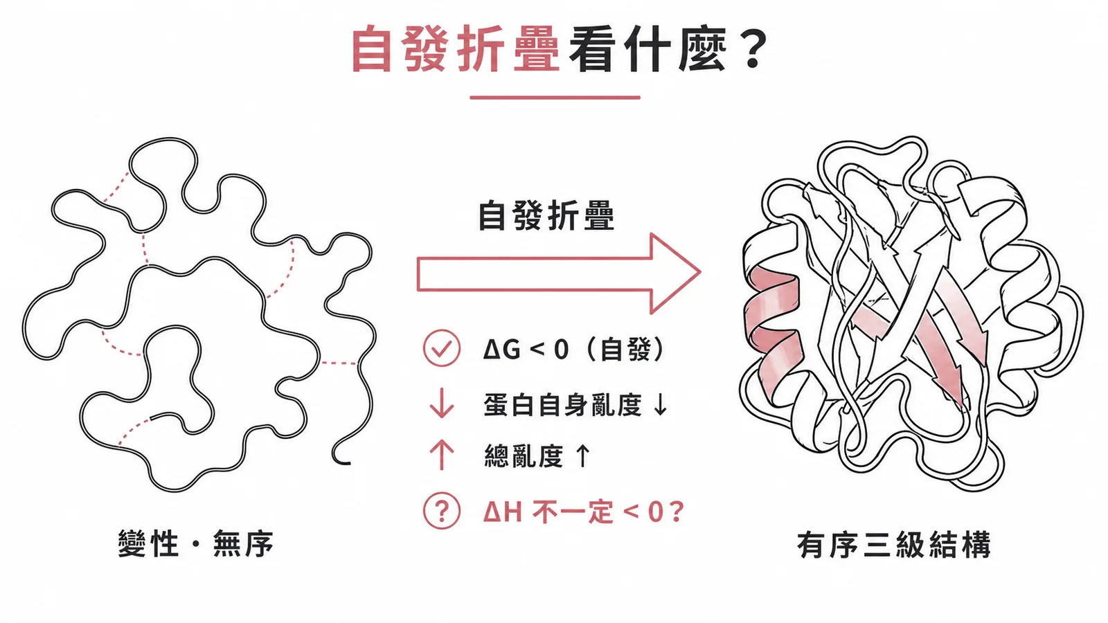 蛋白質自發折疊：ΔG<0、蛋白自身亂度↓、總亂度↑，但ΔH不一定放熱