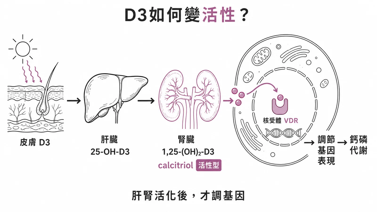 D3經肝腎兩次羥化成calcitriol,結合核受體VDR調節基因、影響鈣磷代謝