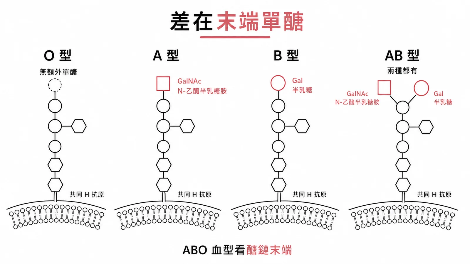 ABO血型差異在H抗原醣鏈末端單醣:A加GalNAc、B加Gal、O無、AB兩者皆有