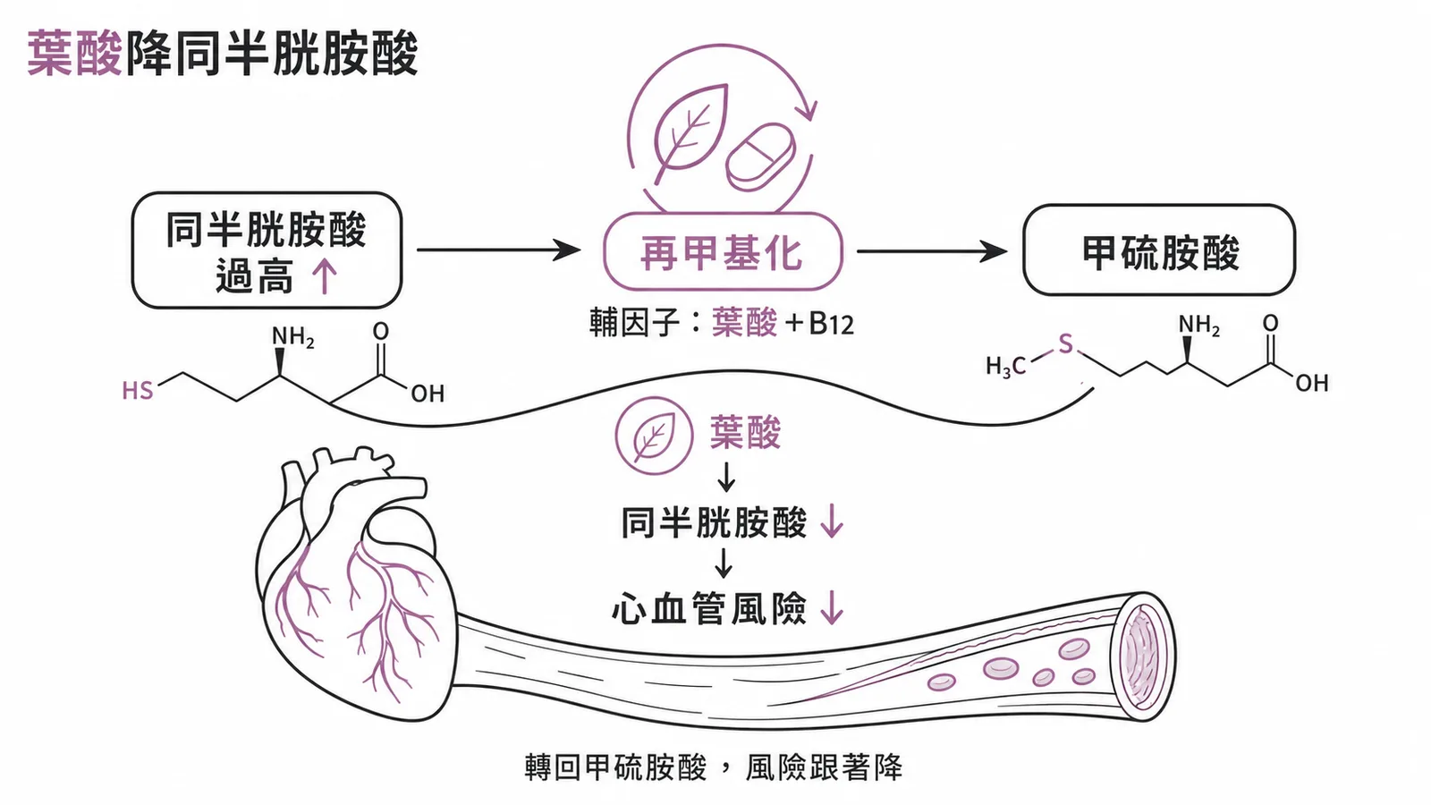 葉酸(+B12)使同半胱胺酸再甲基化為甲硫胺酸,降低同半胱胺酸與心血管風險