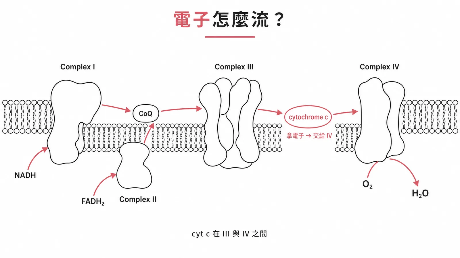 電子傳遞鏈中細胞色素c從Complex III接電子、交給Complex IV(NADH→CI→CoQ→CIII→cyt c→CIV→O₂)
