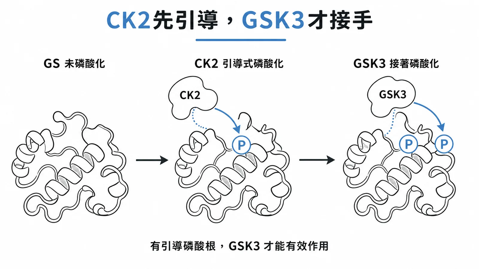 肝醣合成酶需先由酪蛋白激酶II(CK2)做引導式磷酸化,GSK3才能接著磷酸化