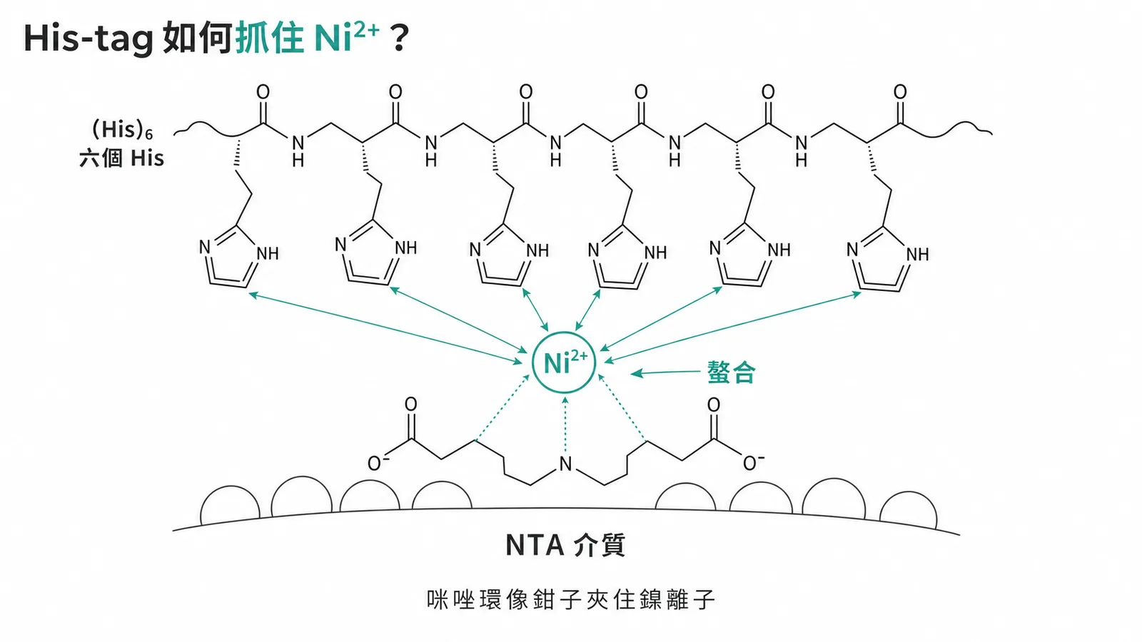 His-tag 咪唑環螯合 Ni²⁺ 示意圖