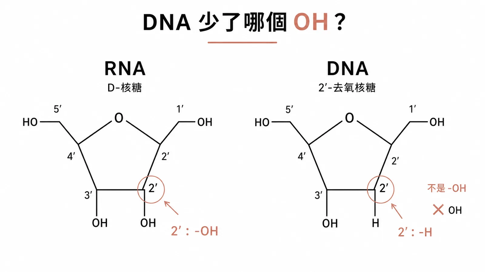DNA vs RNA 五碳糖 2 位碳差異對比圖