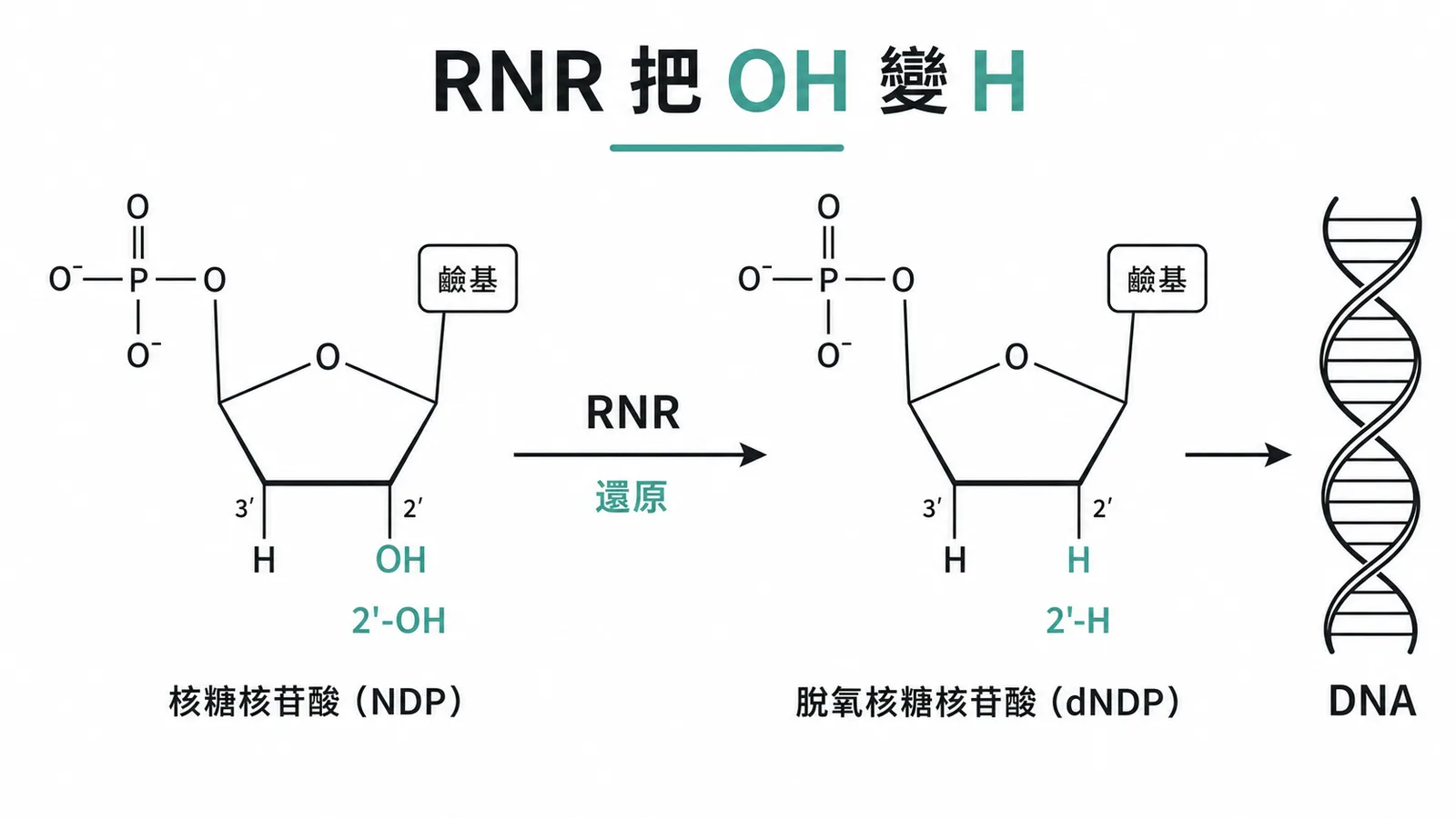 RNR 將核糖核苷酸 2 位 OH 還原為 H 示意圖