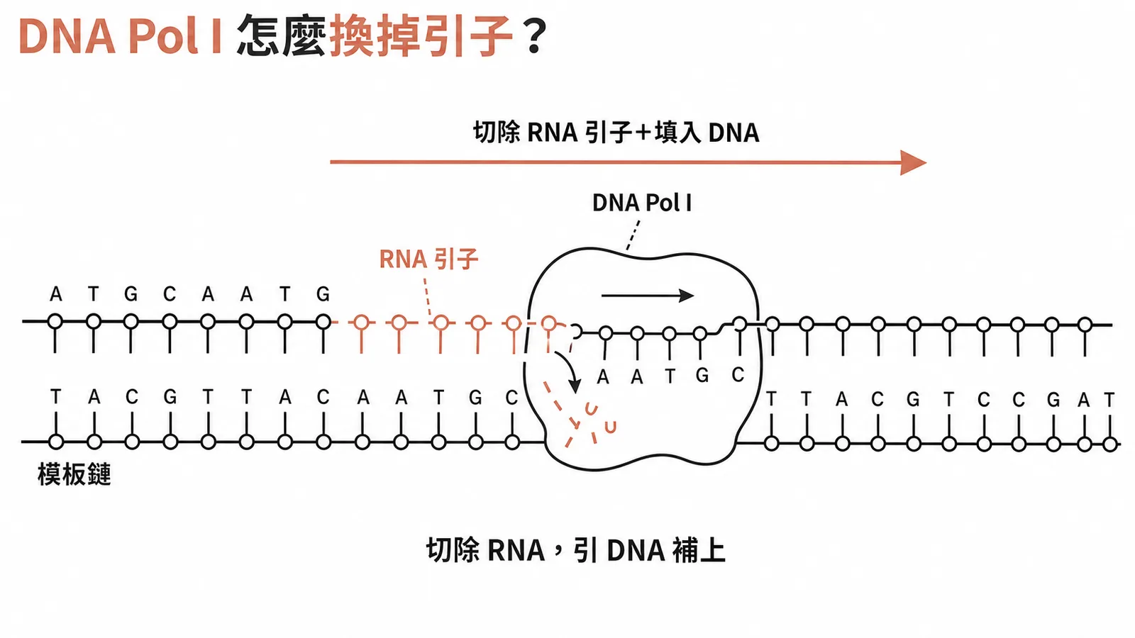 DNA Pol I 切除 RNA 引子並填入 DNA 示意圖