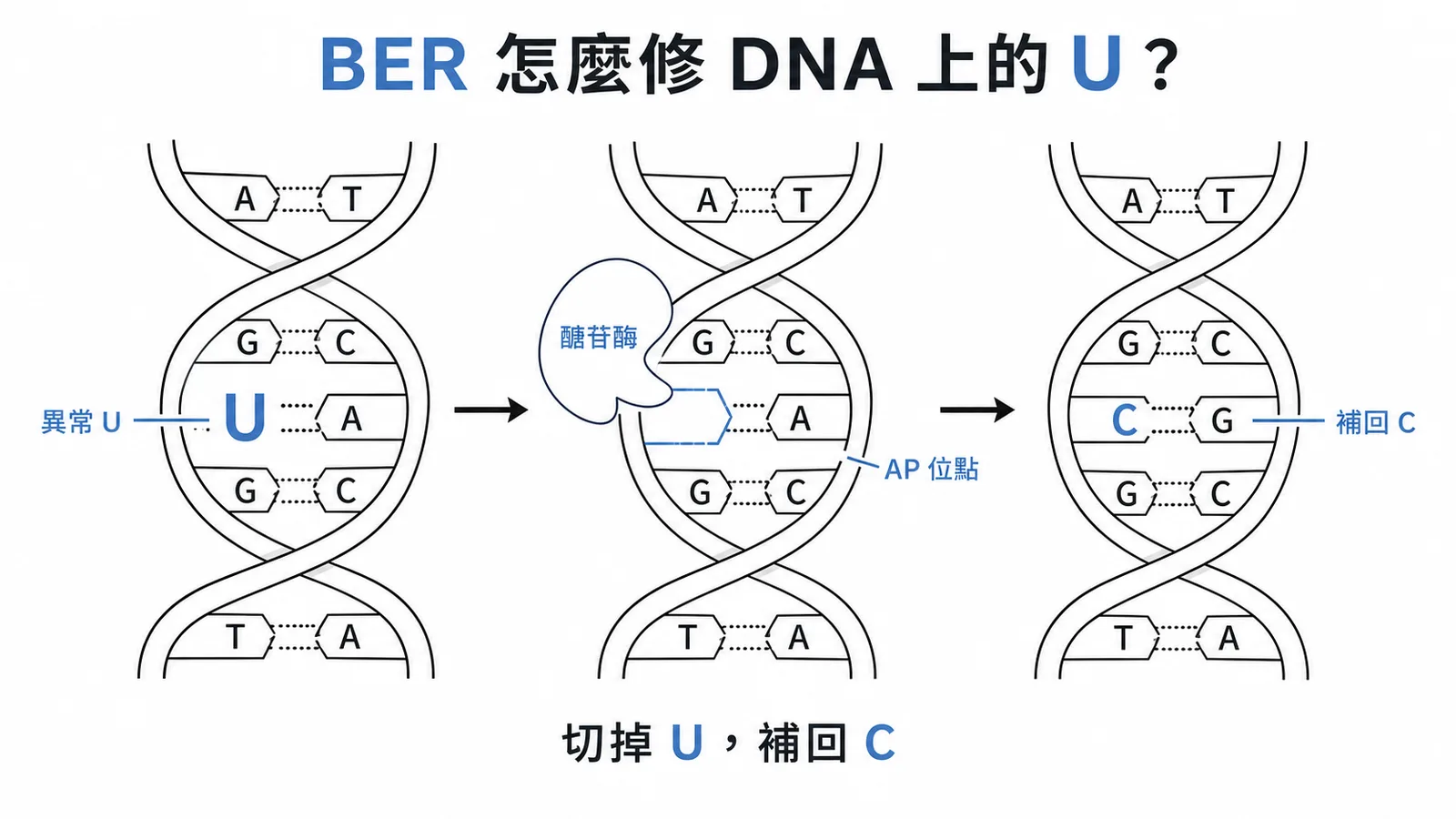BER 修復 DNA 上異常尿嘧啶的流程圖