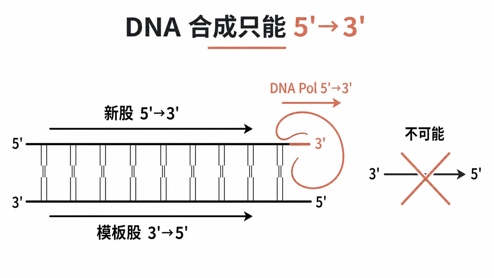 DNA 聚合酶合成方向只能 5 到 3 端示意圖