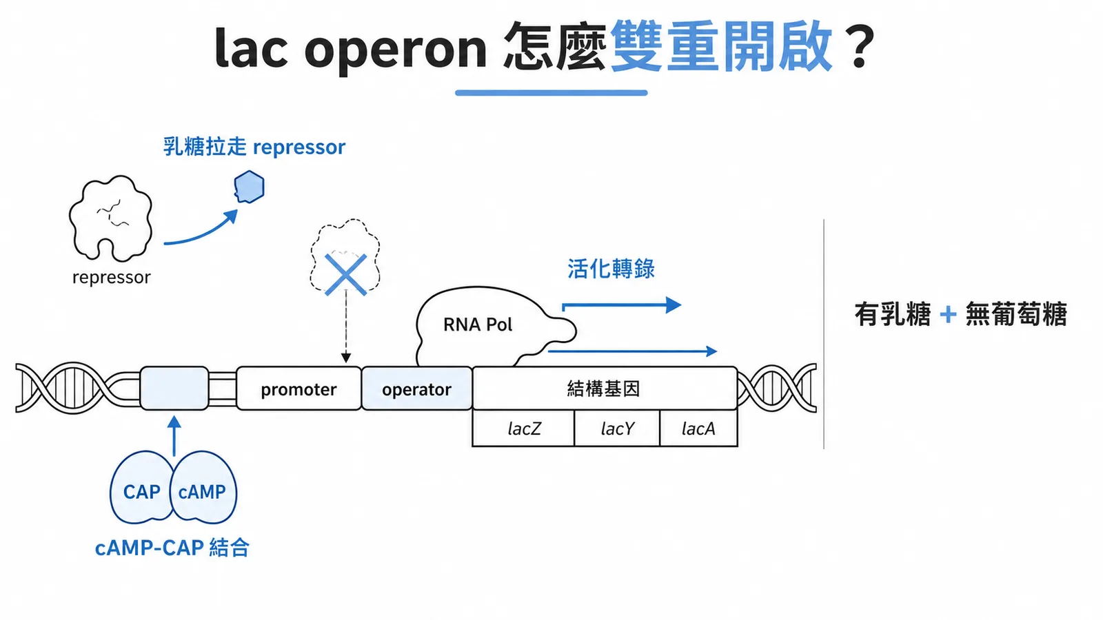 lac operon 雙重調控開啟示意圖