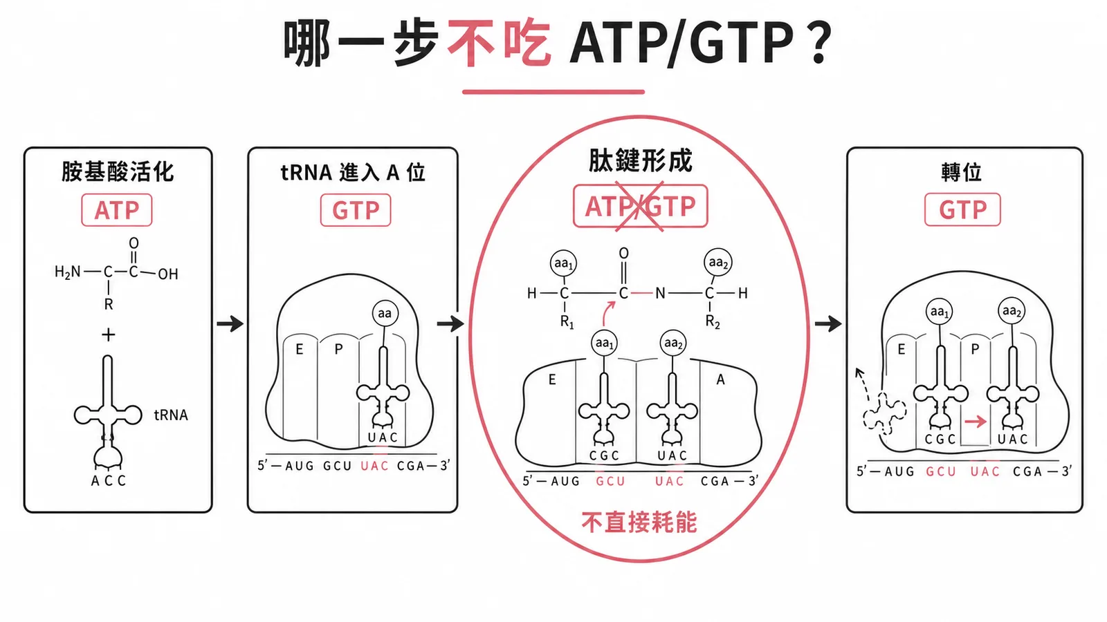 蛋白質合成中肽鍵形成不耗 ATP GTP 示意圖
