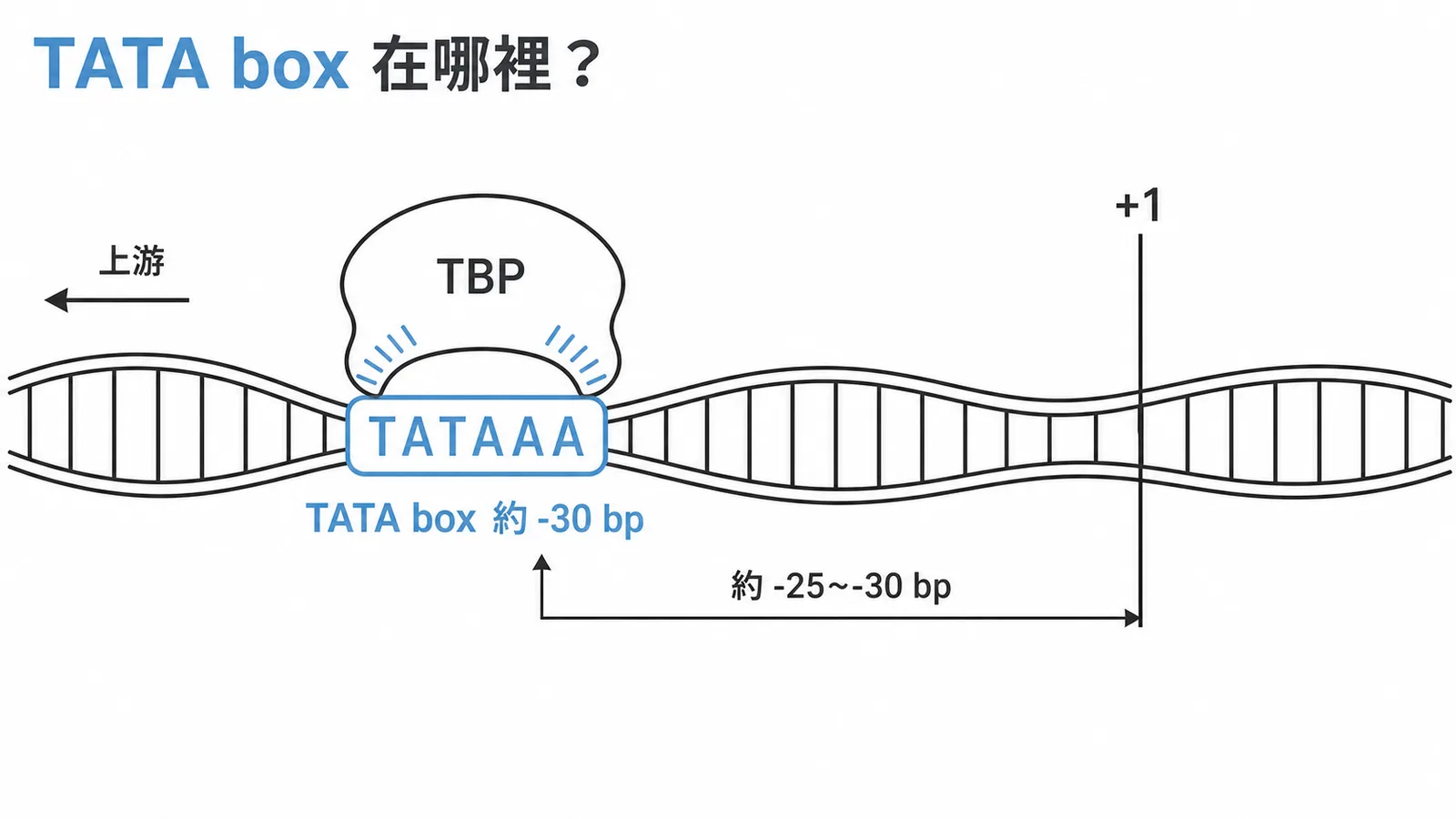 TATA box 位置與 TBP 結合示意圖