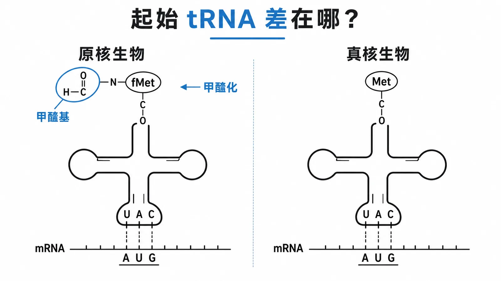 原核 fMet-tRNA vs 真核 Met-tRNA 對比圖