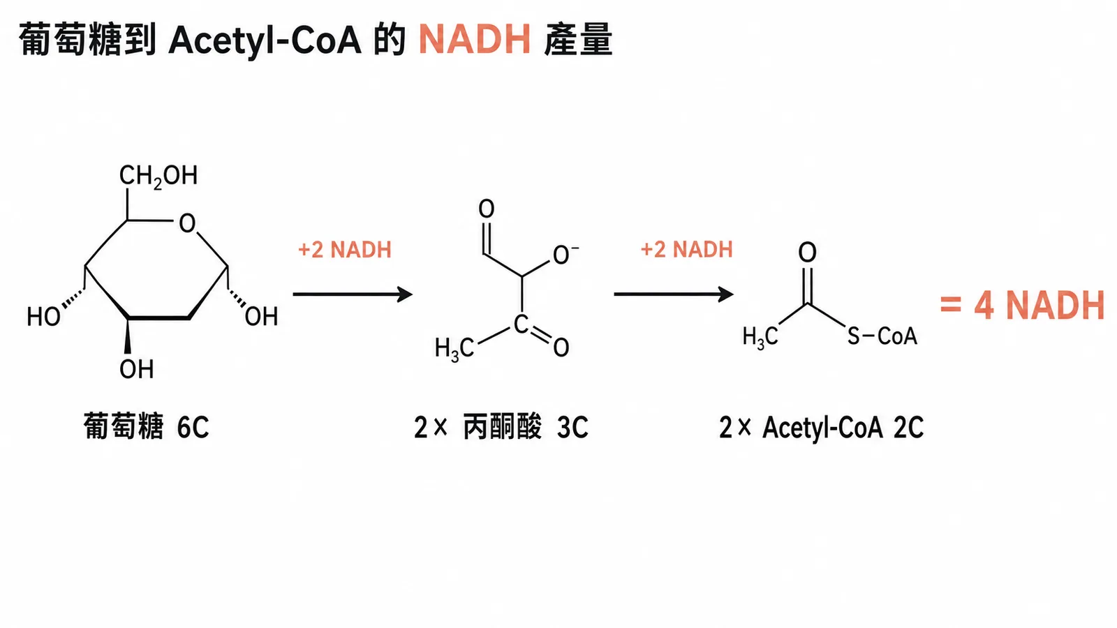 葡萄糖經糖解與丙酮酸氧化脫羧產生4個NADH的流程圖