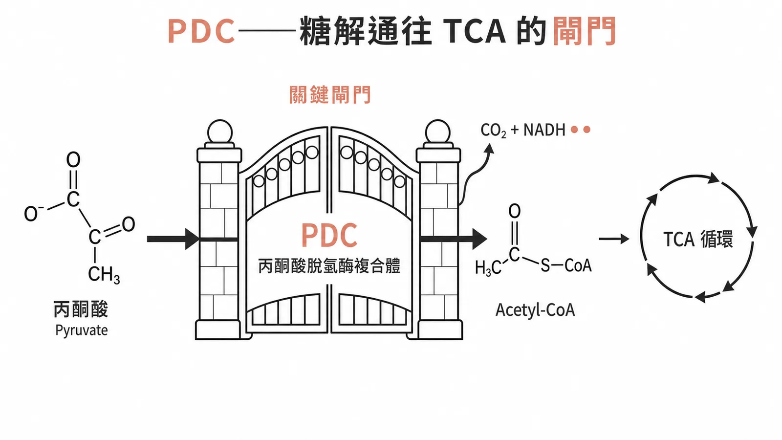 丙酮酸脫氫酶複合體PDC是糖解通往TCA循環的關鍵閘門