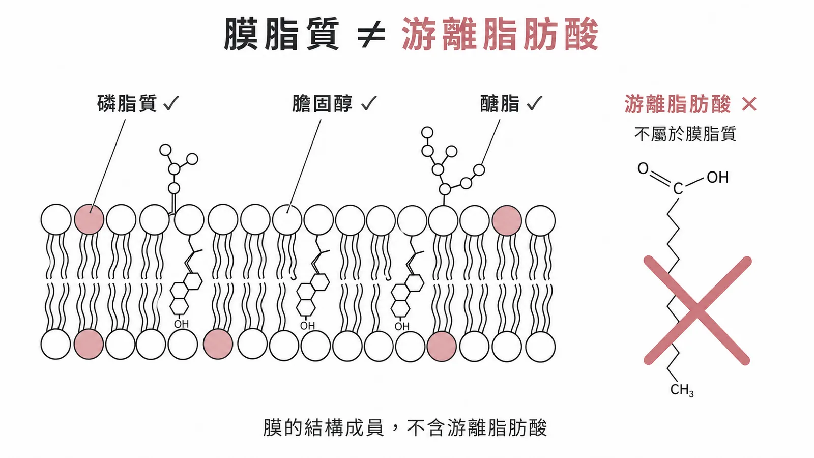 細胞膜脂質包含磷脂質、膽固醇、醣脂,不包含游離脂肪酸