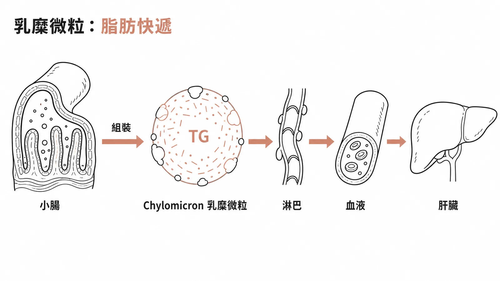 乳糜微粒從小腸經淋巴和血液運送三酸甘油酯到肝臟的路徑圖