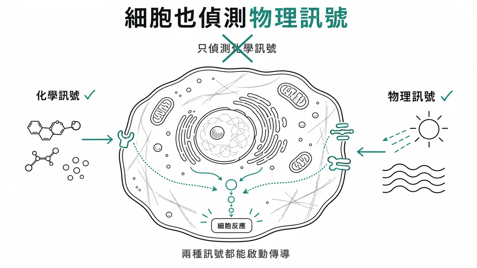 細胞同時偵測化學與物理訊號,只偵測化學訊號是錯誤觀念