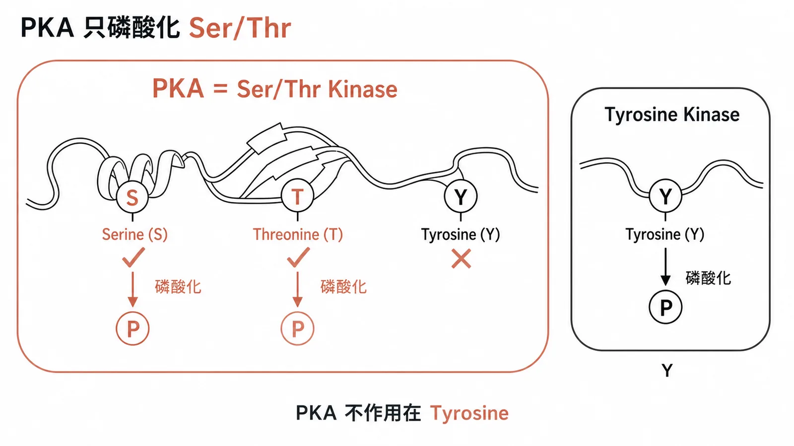 PKA是Ser/Thr Kinase,磷酸化Serine和Threonine而非Tyrosine