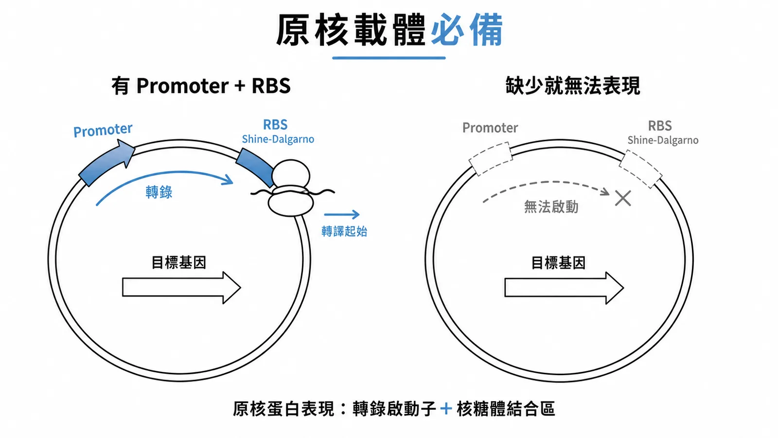 原核表現載體必備Promoter和RBS才能啟動轉錄與轉譯