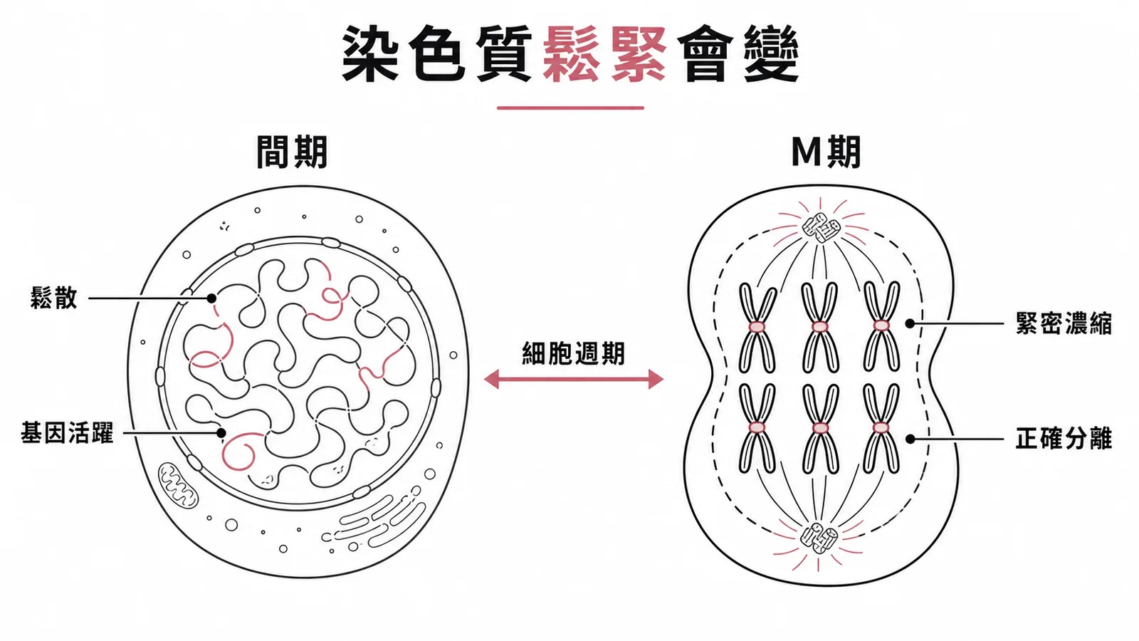 染色質在間期鬆散利於基因表現,M期緊密濃縮確保正確分離