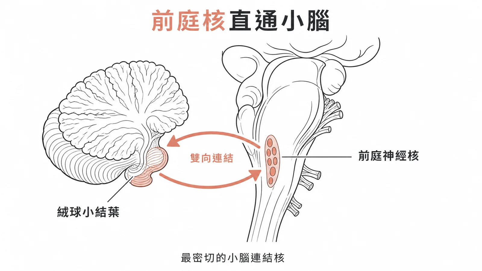 前庭神經核與小腦的雙向連結示意圖