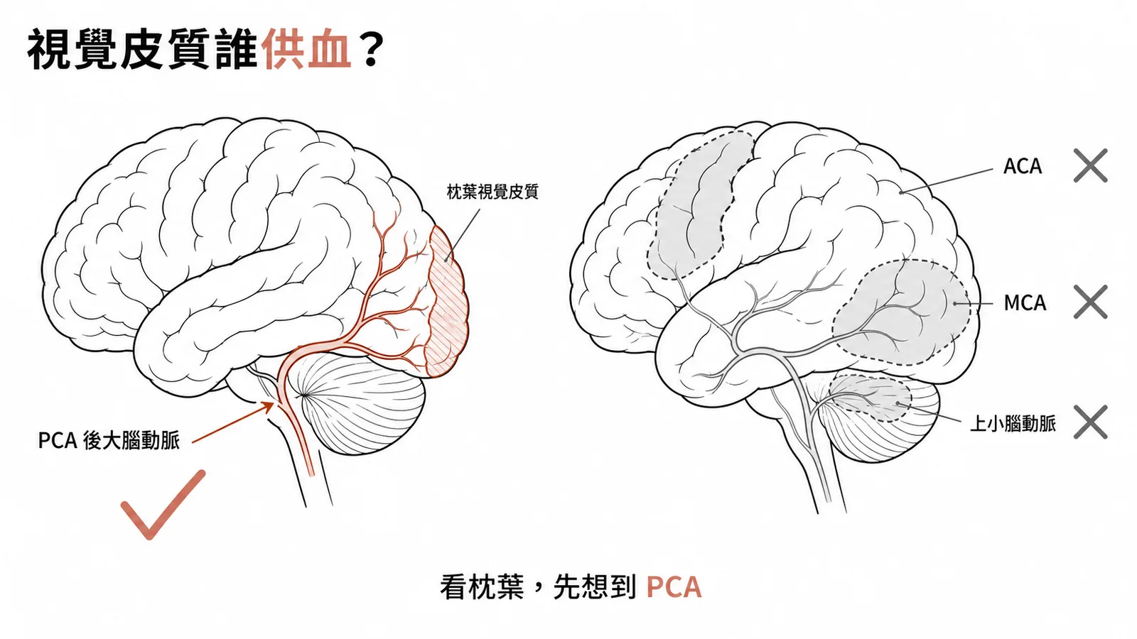 視覺皮質血液供應：後大腦動脈供應枕葉