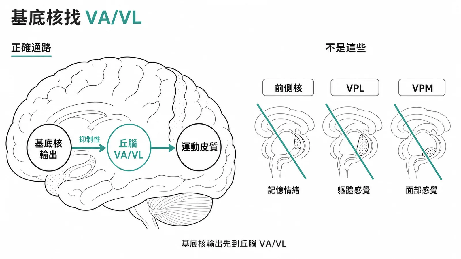 基底核經丘腦VA/VL投射至運動皮質的迴路