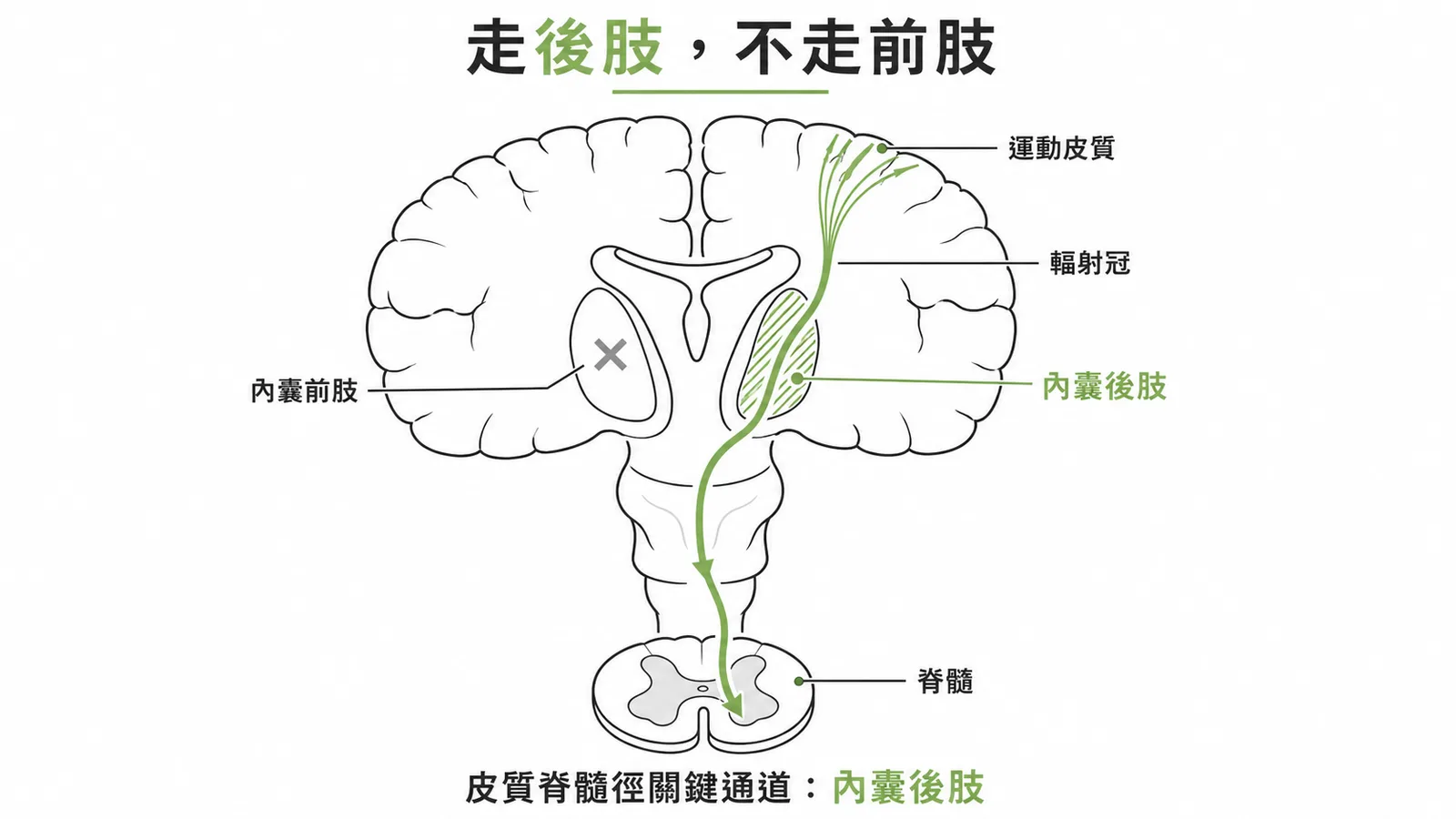 皮質脊髓徑經內囊後肢下行至脊髓的路徑