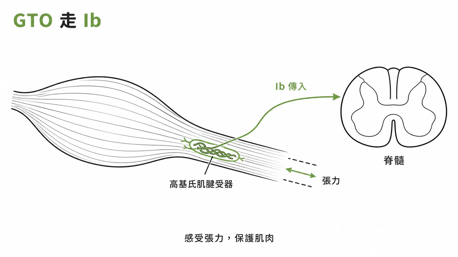 高基氏肌腱受器經Ib纖維傳入脊髓的反射路徑
