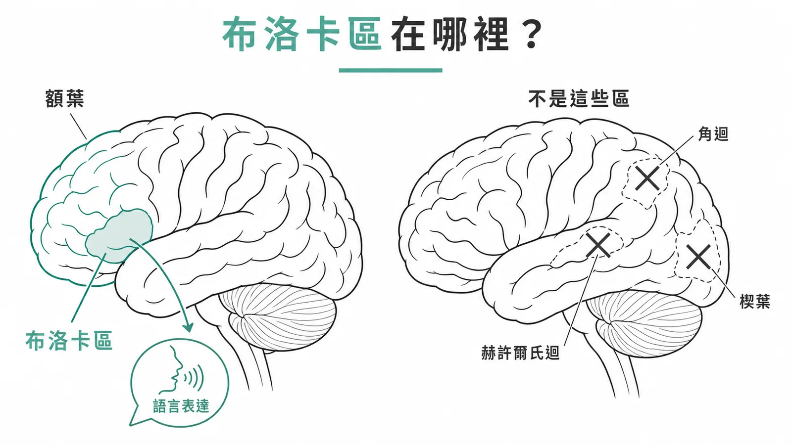 Broca語言區在額葉下額迴的位置