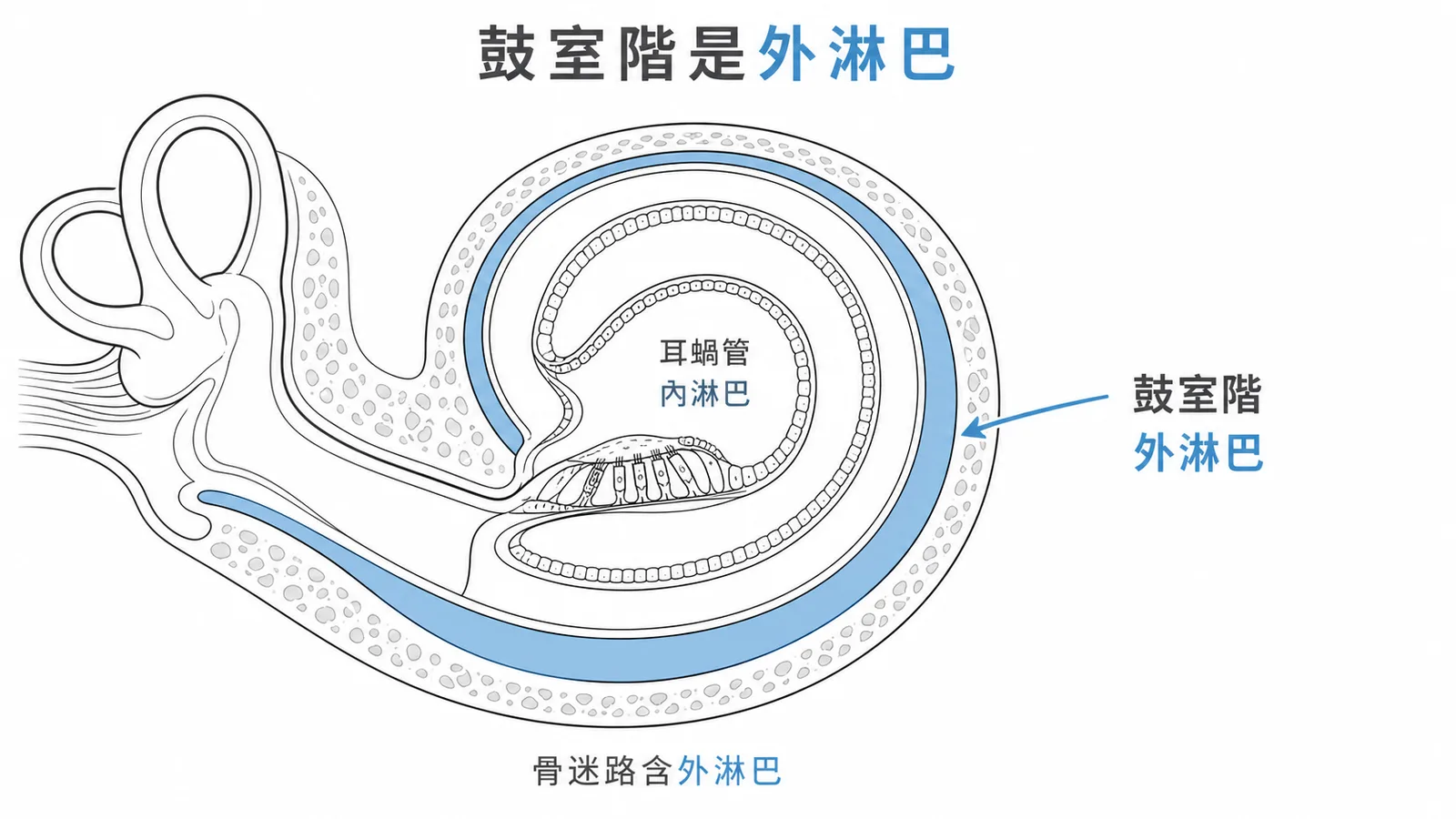 內耳膜迷路與骨迷路的淋巴液分布