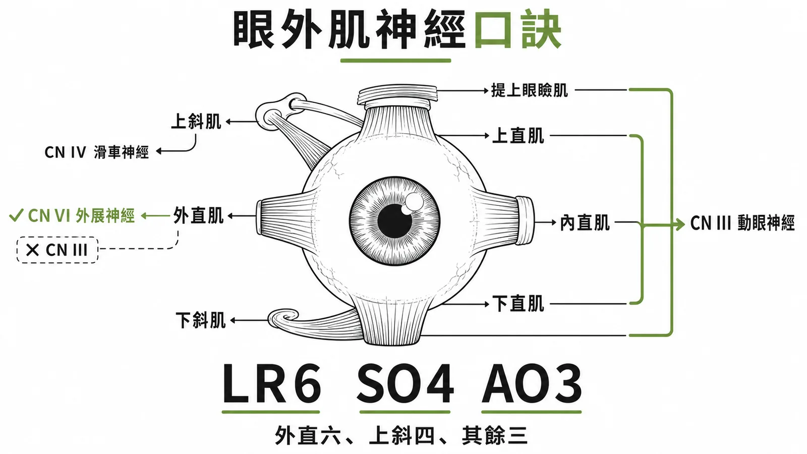 眼外肌神經支配口訣LR6 SO4 AO3示意圖
