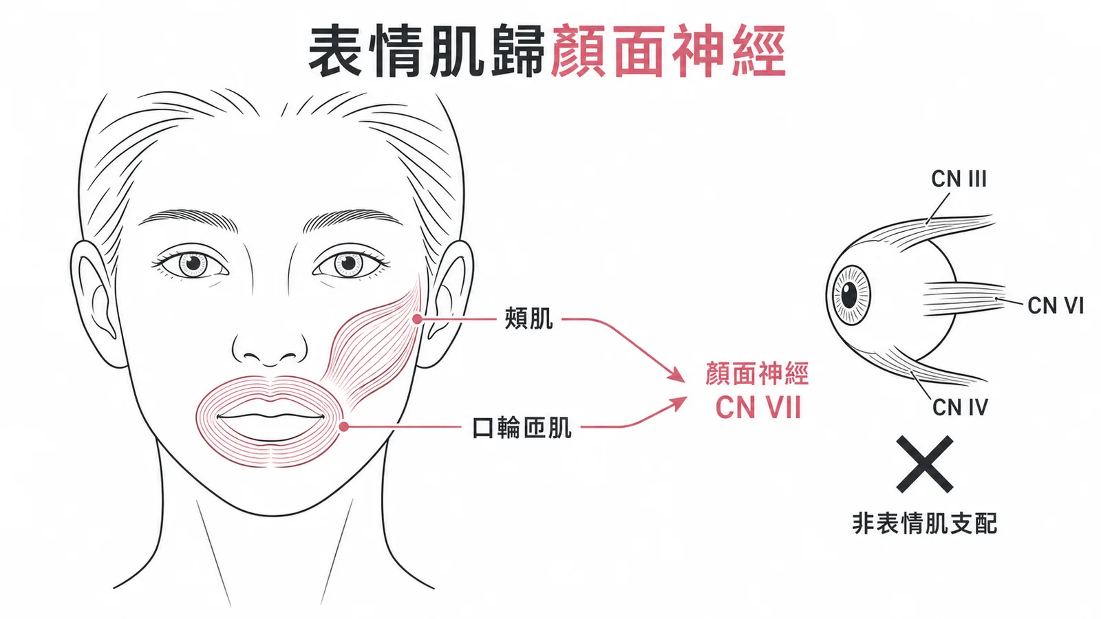 臉部表情肌皆由顏面神經CN VII支配