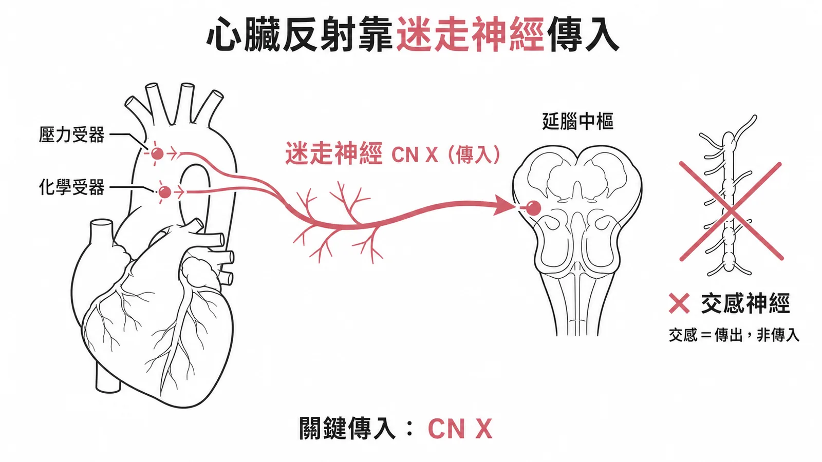 迷走神經傳入主動脈弓壓力與化學受器訊號參與心臟反射示意圖
