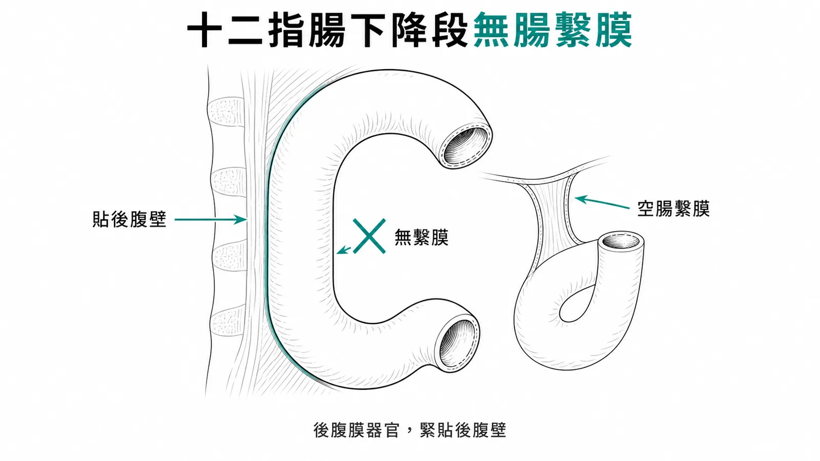 十二指腸下降段為後腹膜器官沒有腸繫膜示意圖