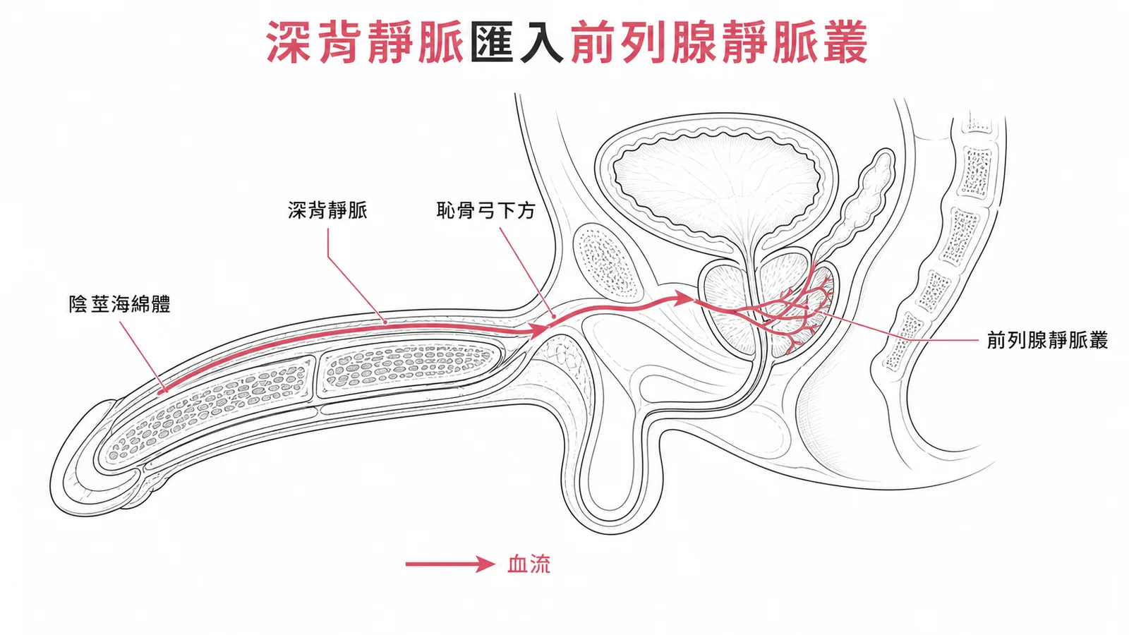 陰莖深背靜脈匯入前列腺靜脈叢的引流路徑