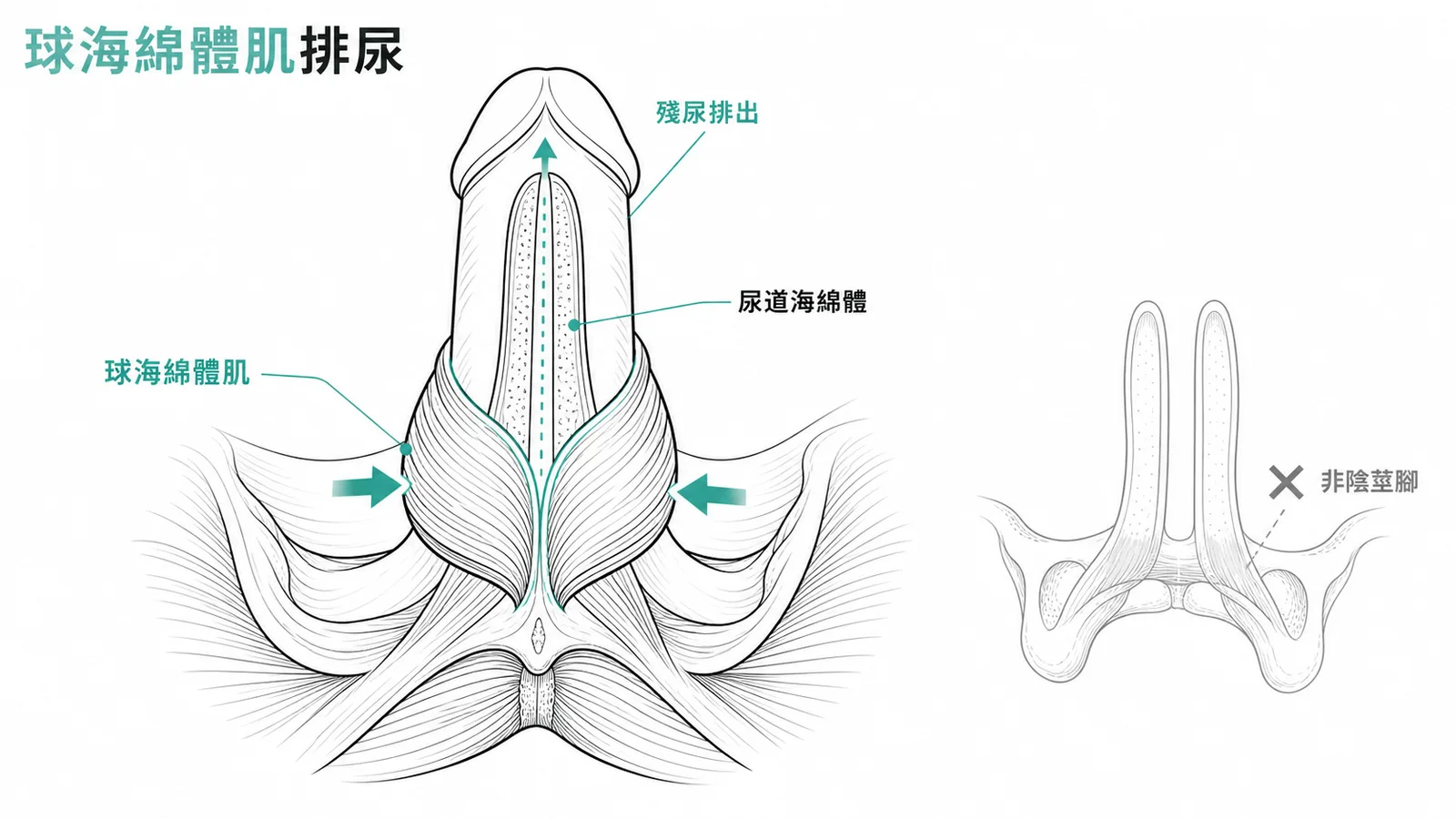球海綿體肌壓迫尿道海綿體排出殘留尿液