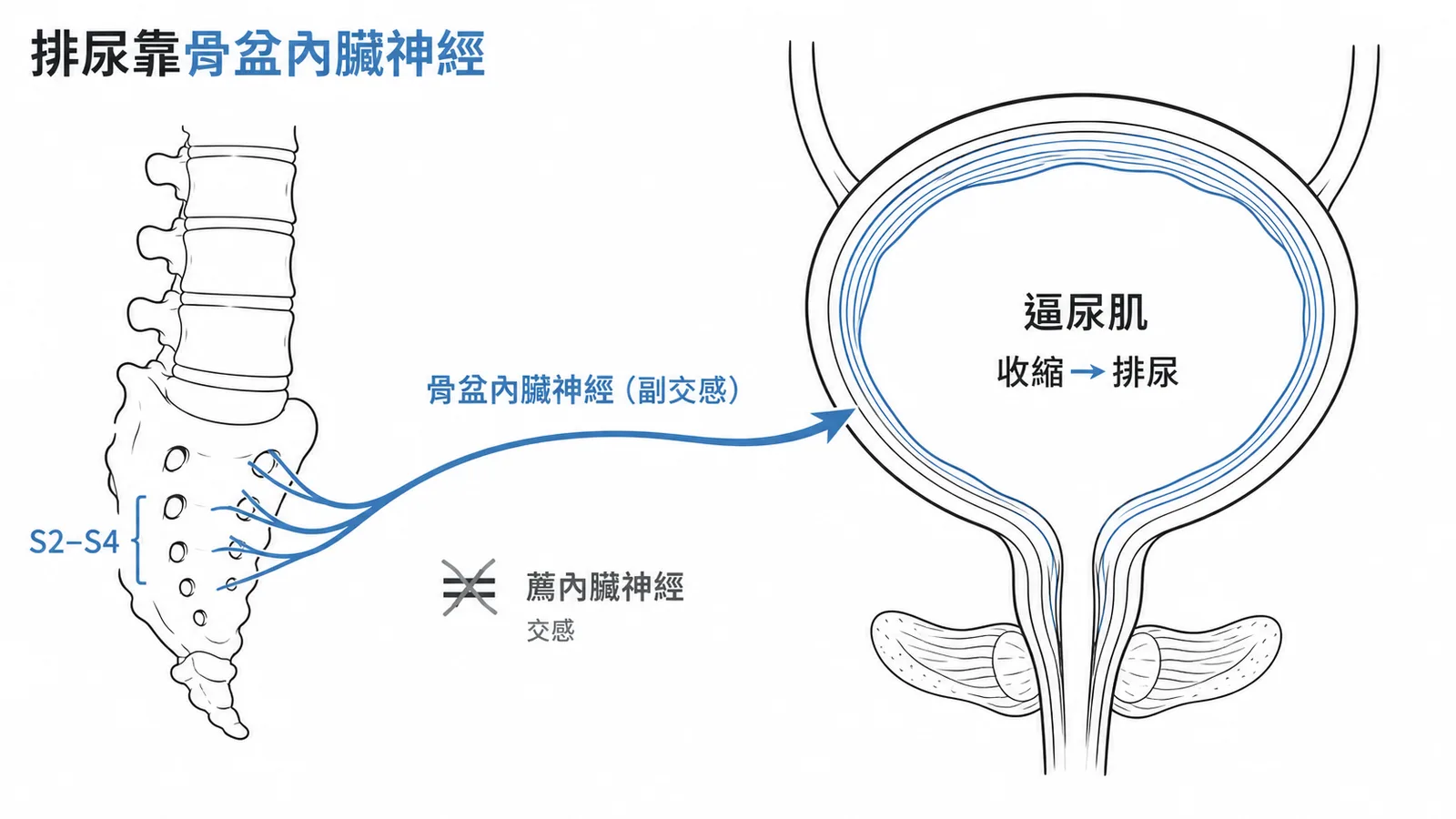 膀胱副交感神經來自骨盆內臟神經而非薦內臟神經