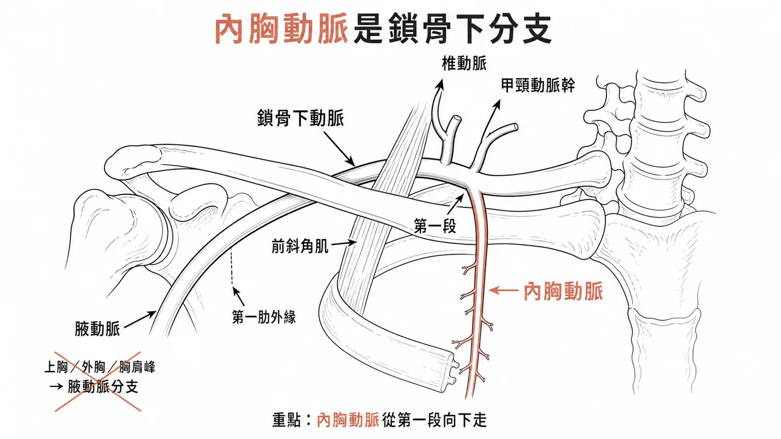 鎖骨下動脈第一段分出內胸動脈