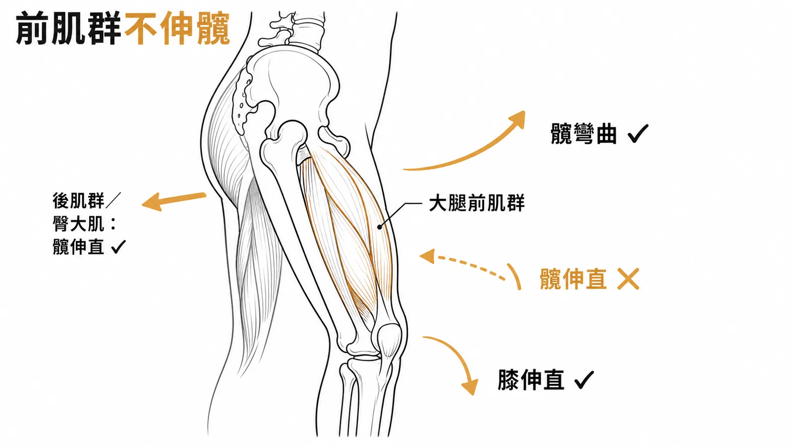 大腿前肌群負責髖彎曲與膝伸直，伸直髖關節是後肌群的工作