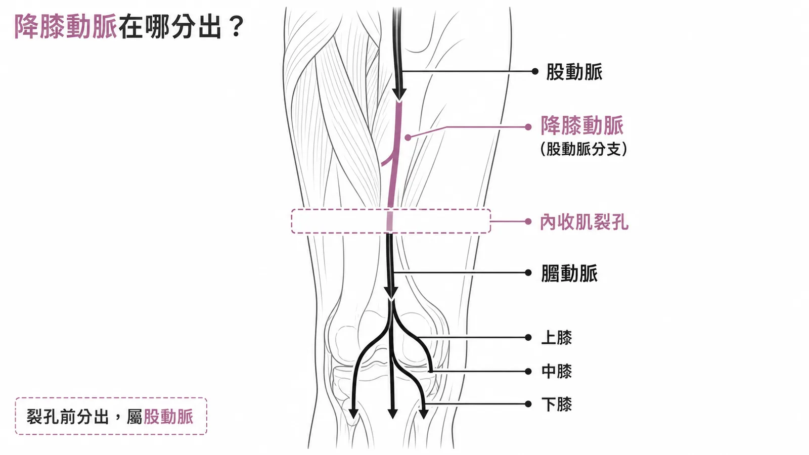 降膝動脈是股動脈的分支，不是膕動脈的分支