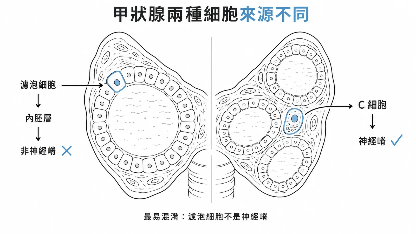 神經嵴細胞衍生物:甲狀腺濾泡旁C細胞是,但濾泡細胞不是