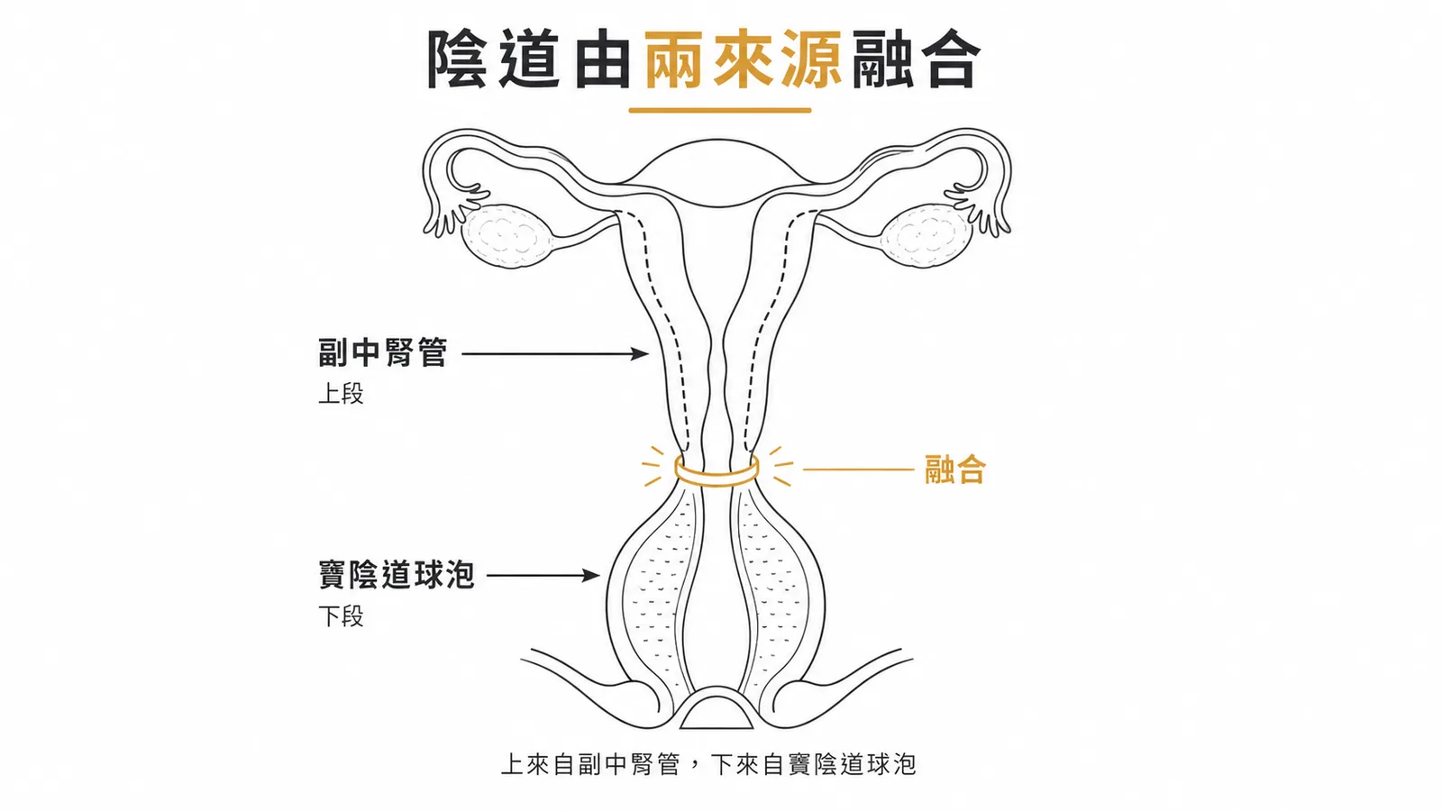 陰道由副中腎管和竇陰道球泡共同發育而成
