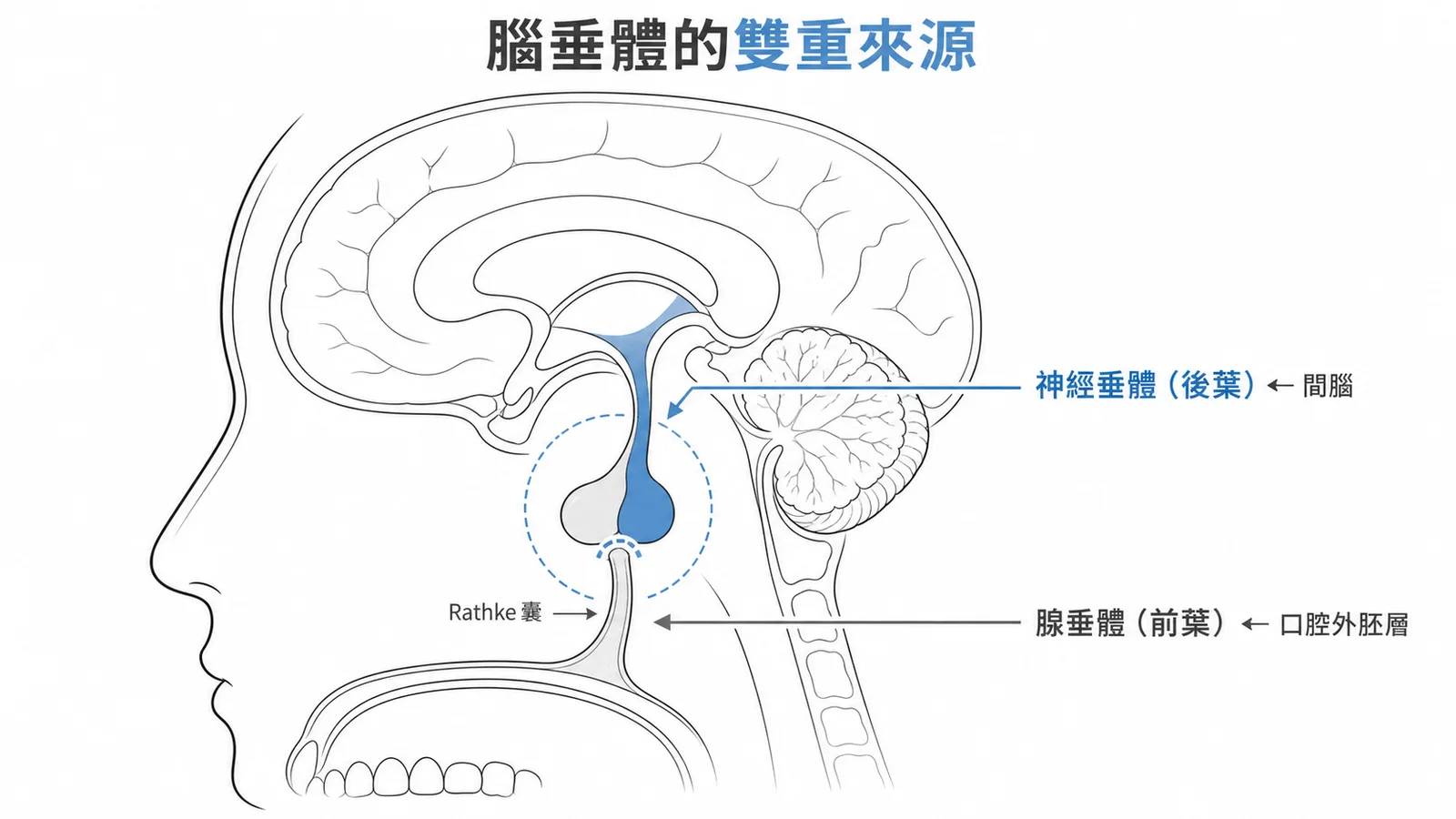 腦垂體後葉來自間腦向下延伸，前葉來自口腔Rathke氏囊