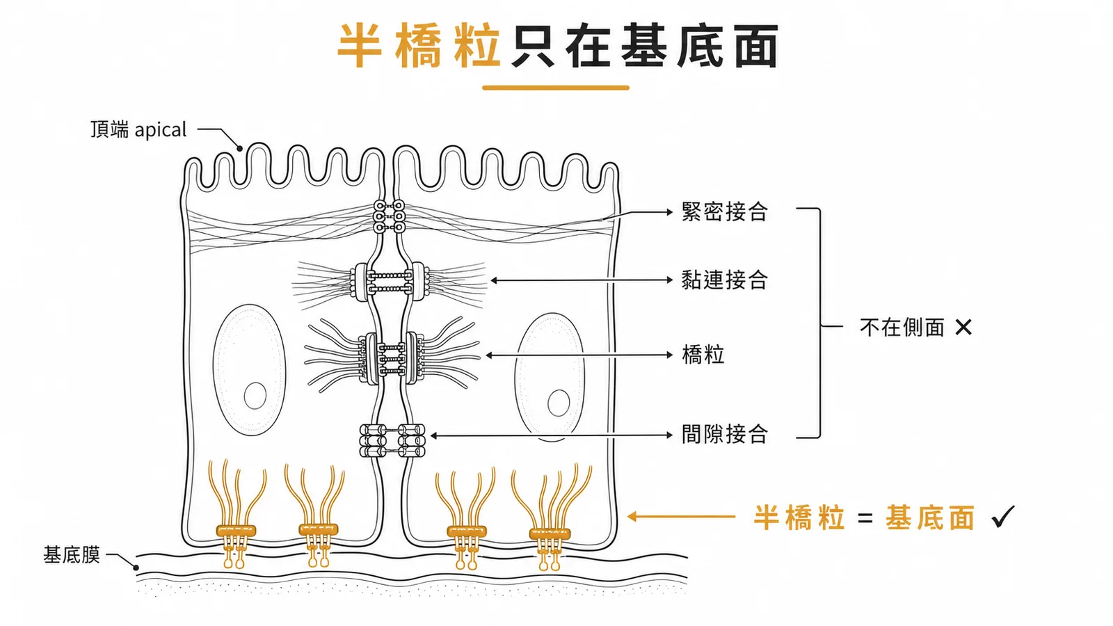 半橋粒位於上皮細胞基底面連接基底膜,不在側面