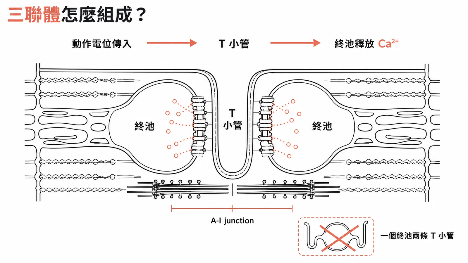 骨骼肌三聯體由一條T小管與兩側終池組成