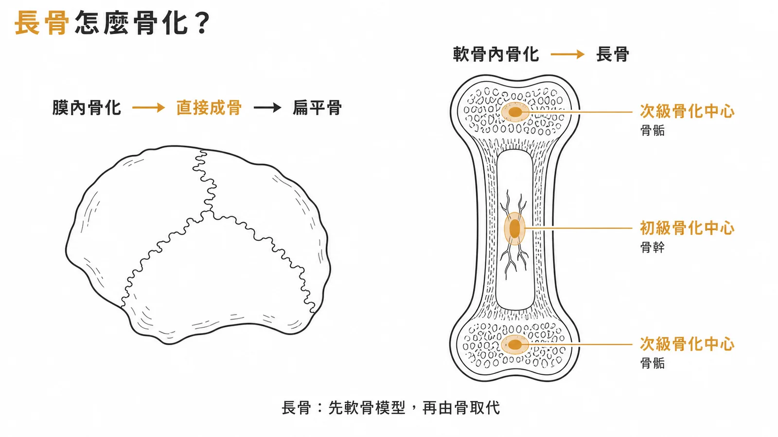 長骨軟骨內骨化有初級與次級骨化中心