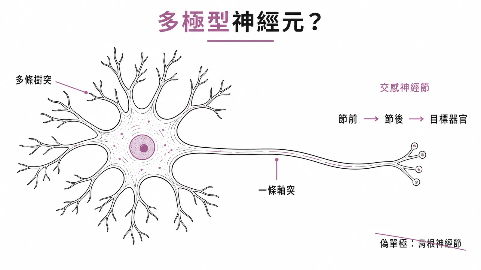 交感神經節的神經元屬於多極型