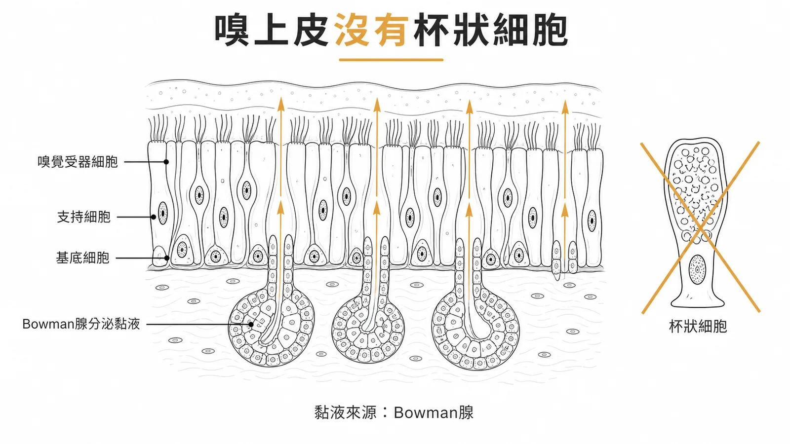 嗅覺上皮不含杯狀細胞,由嗅覺腺分泌黏液
