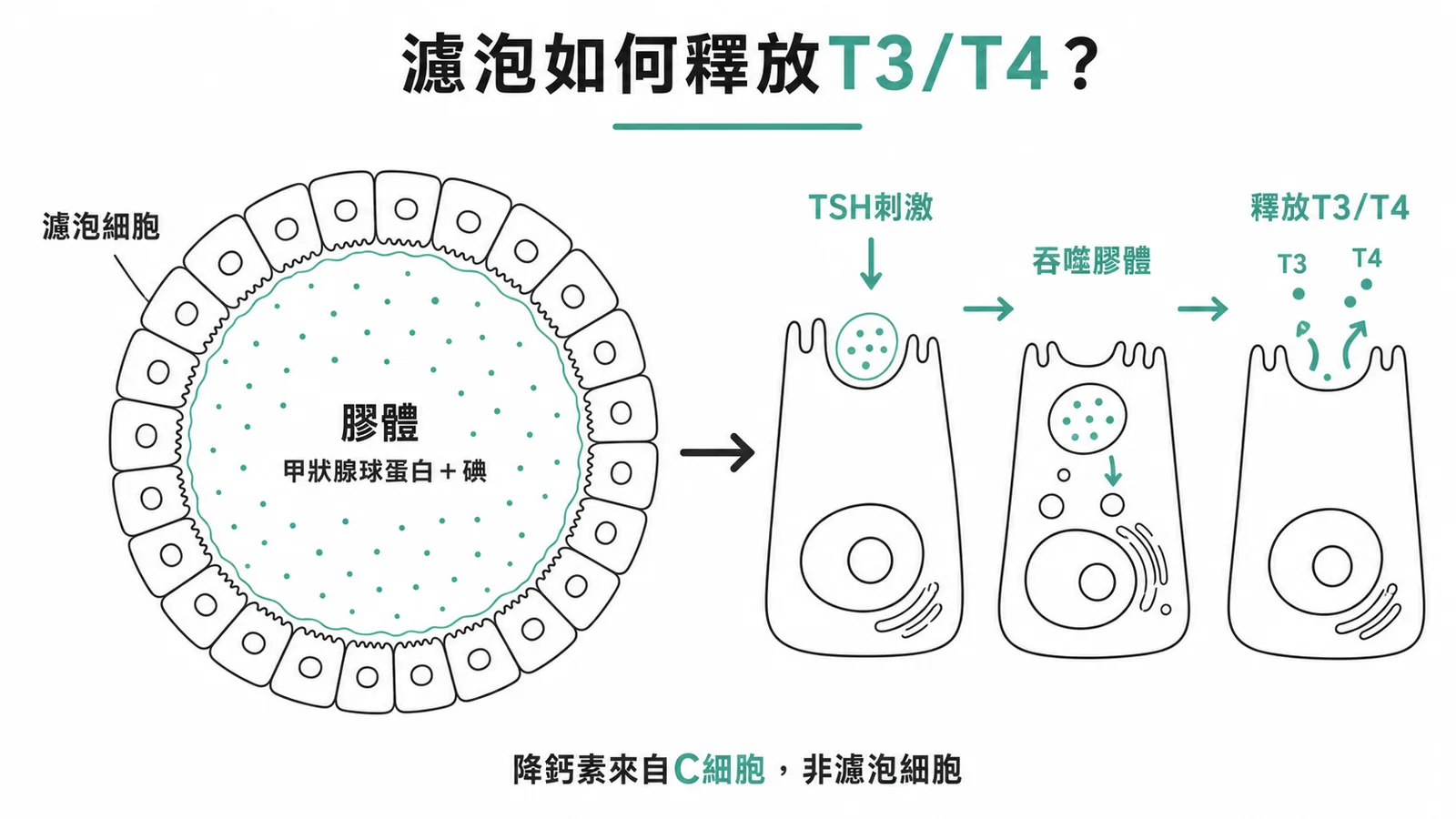 甲狀腺濾泡是合成甲狀腺激素的基本功能單位